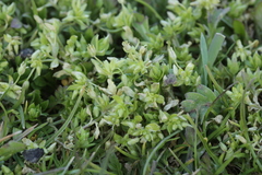 Septoria stellariae