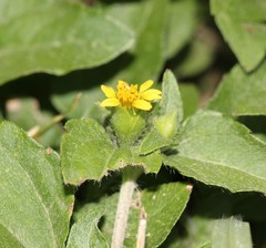 Calyptocarpus vialis