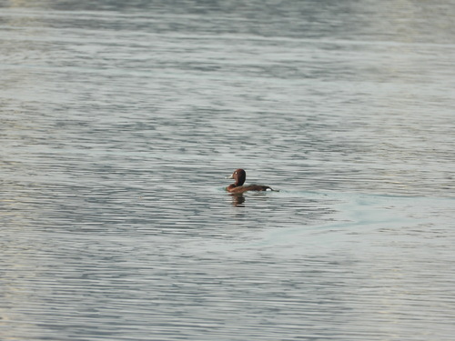 Ferruginous Duck