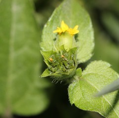 Calyptocarpus vialis