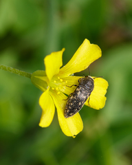 Acmaeodera neglecta