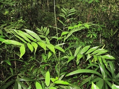 Chamaedorea oblongata