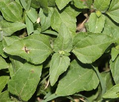 Calyptocarpus vialis