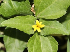 Calyptocarpus vialis