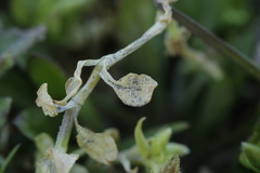 Septoria stellariae