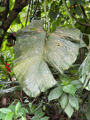 Philodendron pterotum, photograph 6