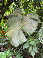 Philodendron pterotum, photograph (c) Aidan, some rights reserved (CC BY)