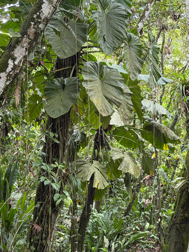 Philodendron pterotum, photograph 5