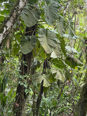(c) Aidan, some rights reserved (CC BY) Philodendron pterotum, photograph (c) Aidan, some rights reserved (CC BY)