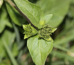 Calyptocarpus vialis