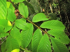 Ormosia velutina
