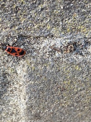 Pyrrhocoris apterus