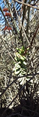 Crassula subaphylla subaphylla