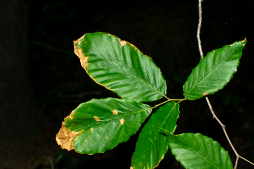 Apiognomonia errabunda, 2026-05-20