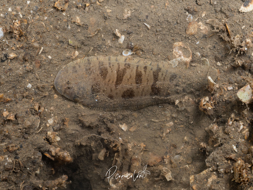 Blotched tongue-sole (Cynoglossus puncticeps) — Cynoglossidae