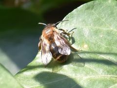 Andrena scotica