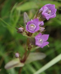 Gentianella rhaetica