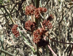 Crassula subaphylla subaphylla