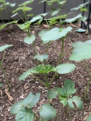 Abelmoschus esculentus