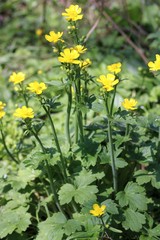Ranunculus neapolitanus