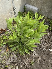Asteraceae