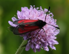 Zygaena purpuralis