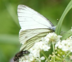 Pieris bryoniae