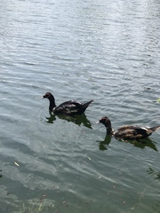 Cairina moschata domestica