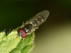 Platycheirus scutatus