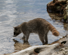 Procyon pygmaeus