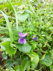 Viola odorata