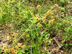 Rhynchospora holoschoenoides