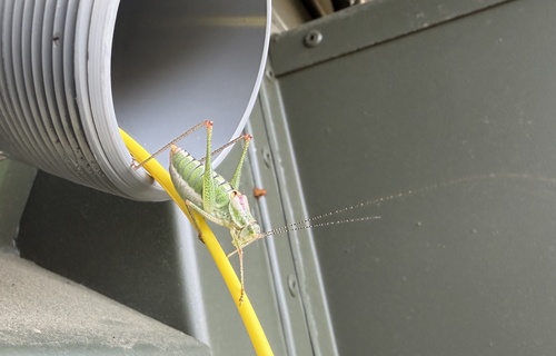 Thessalian Bright Bush-Cricket