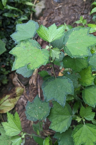 Urena procumbens