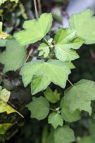 Urena procumbens, photograph 2