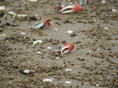 Leptuca uruguayensis