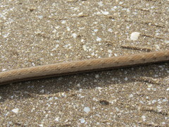 Dryophylax hypoconia