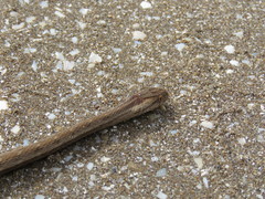 Dryophylax hypoconia