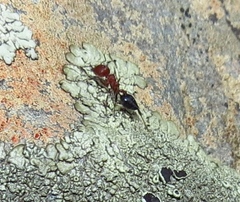 Crematogaster melanogaster