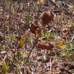 Disholcaspis spongiosa