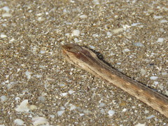 Dryophylax hypoconia