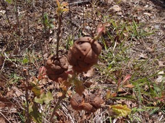 Disholcaspis spongiosa