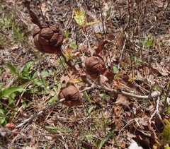 Disholcaspis spongiosa