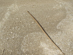 Dryophylax hypoconia