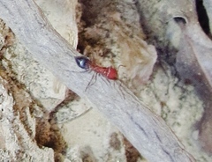 Crematogaster melanogaster