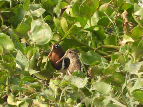 iNaturalist image