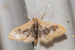 Idaea gemmata