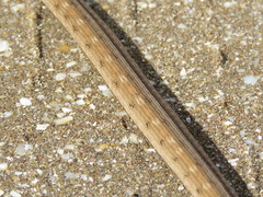 Dryophylax hypoconia