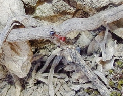 Crematogaster melanogaster