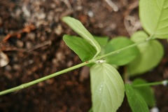 Dianthera sessilis